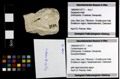 Foto (Objekt + Etiketten) von Cycloprosopon sp. 